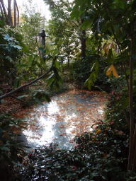 The Pond