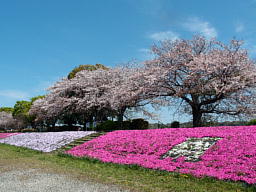 ō