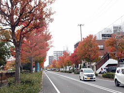 太白区長町南4-2 長町南四丁目北公園付近 紅葉1