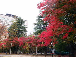 紅葉が見事に真っ赤でした 紅葉