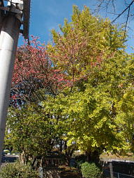 大きなイチョウの根元に橋姫明神が祀られています 銀杏