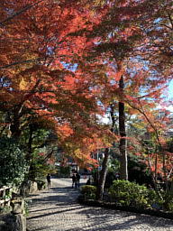 深大寺、鐘楼前の紅葉がみごとでした 紅葉