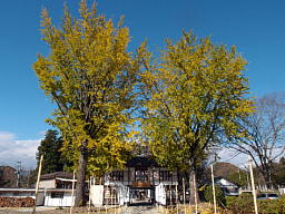 参道の途中、長床の両脇のイチョウがきれいに黄葉していました 長床