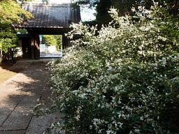 白萩が咲く参道 萩