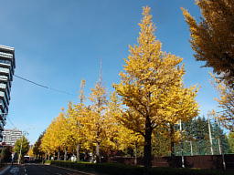 ポスト前の道はイチョウ並木がきれいに黄葉していました 黄葉