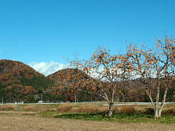 たくさんの実をつけた柿の木 柿