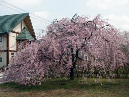 しだれ桜