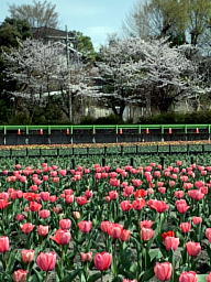 チューリップ
