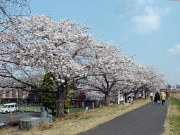 桜