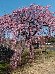 しだれ桜