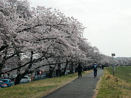 桜並木