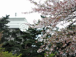 4/12 M2 sakura