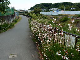 苴